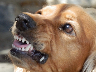 Dog showing his teeth