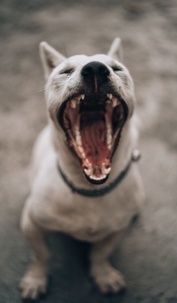 A dog showing his sharp teeth.